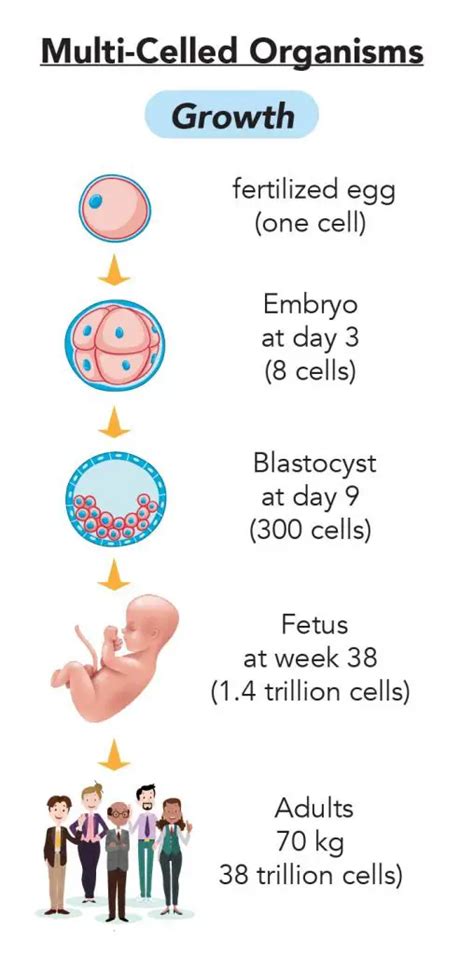 Why Cell Division is Important - Rs' Science