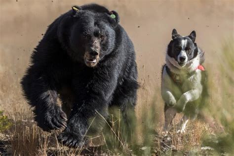 These dogs scare bears away—to protect them | Karelian bear dog, Bear dog, Dogs with jobs