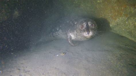 Underwater free diving video of a harbor seal I found hanging out in an underwater cave. The ...