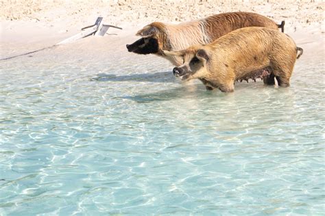 Big Major Cay Bahamas: How to Get to Pig Beach Bahamas