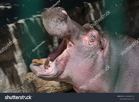 Hippo Feeding Zoo Reproduction Care Hippos Stock Photo 2166890513 | Shutterstock