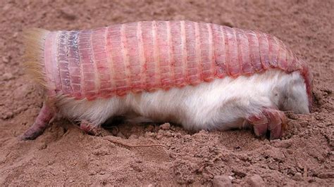 Animals You Won't Believe Are Real: Pink Fairy Armadillo - YouTube