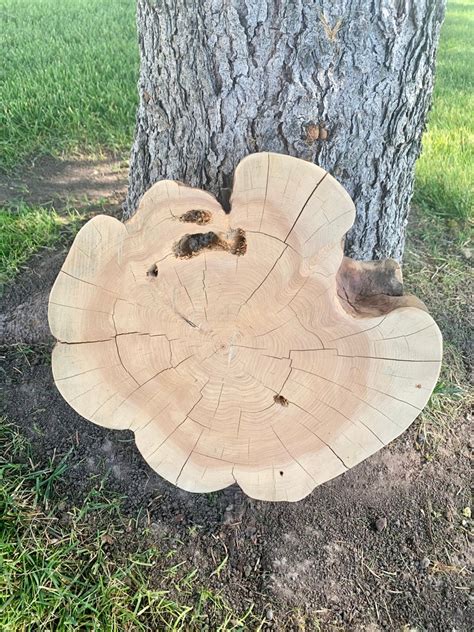 Wood Centerpiece,juniper Wood Slice, Log Home Decor, Unfinished Wood ...