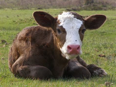 File:New Forest calf.jpg - Wikipedia