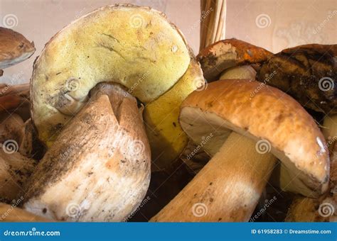 White mushrooms stock image. Image of edible, white, forest - 61958283