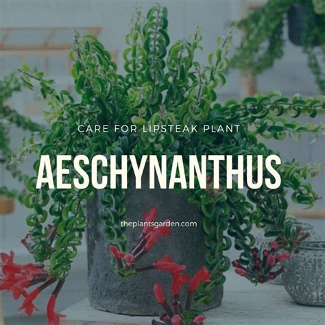 The plant Aeschynanthus is the representative of the Gesneriaceae family. The name came from an ...