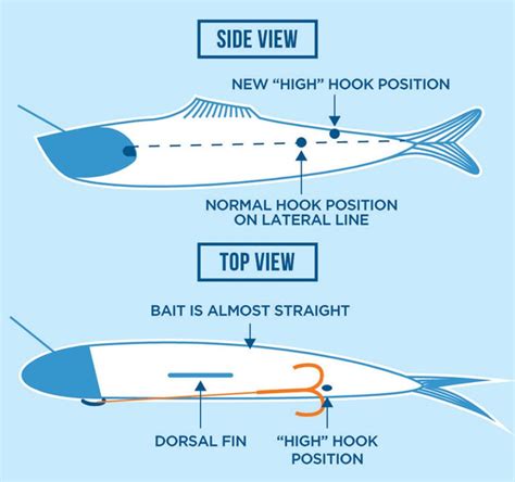 Roll Them Right: Bait Trolling Tips - Island Fisherman Magazine