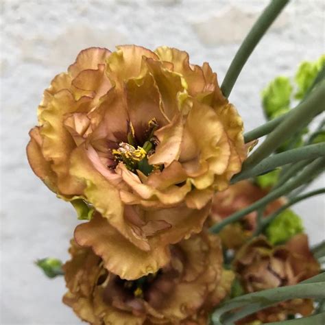 Pin on Flower Farm | Brown flowers, Lisianthus, Wax flowers