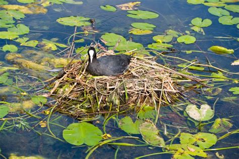 Water bird nesting stock image. Image of morning, natural - 27748391