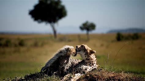 Wildlife in the Masai Mara | Discover Africa Safaris