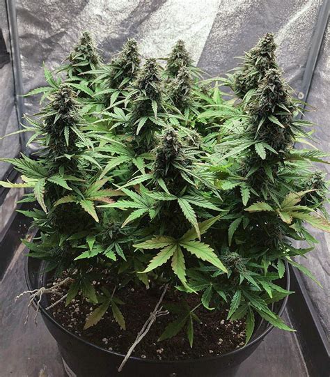 White Widow Autoflowering CBD fem: seeds for sale, strain information ...