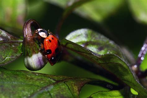 Asian Ladybug (Harmonia Axyridis) – a j í スパイシー