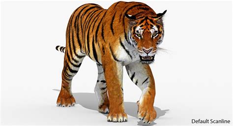 3D tiger animation - TurboSquid 1252636