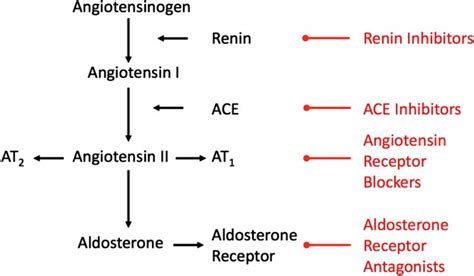 What Are The Side Effects Of Enalapril In Dogs