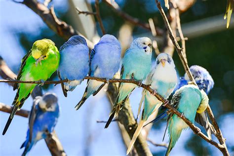 Rare Budgie Colors