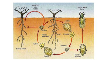 Grapevine Phylloxera | DOP Pla i llevant