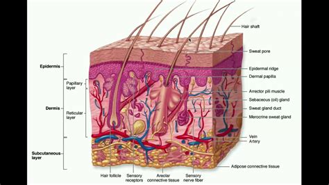 Hypodermis Layer