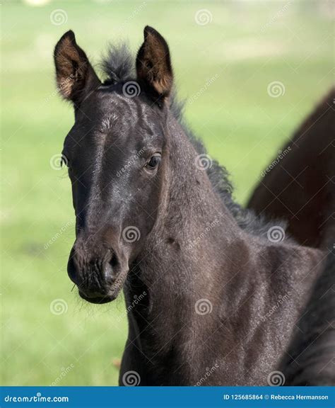 Black Quarter Horse Foal in the Pasture Stock Photo - Image of field ...