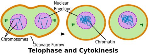 What Is Cell Division? - Stages & Process | Study.com