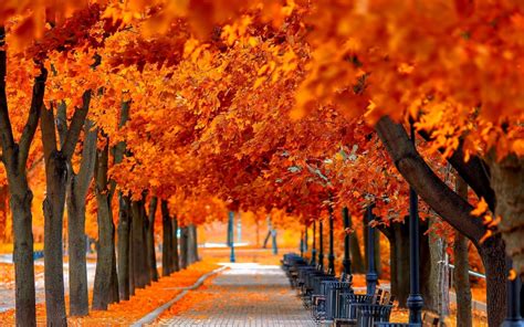 Orange Leaves HD Wallpaper | Background Image | 1920x1200 | ID:553844 ...