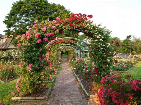Formal Rose Garden Rose gardens garden english formal july roses visit ...