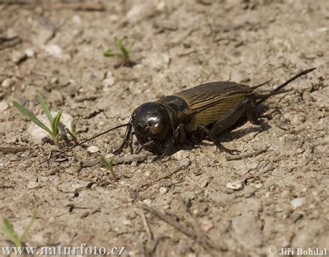 Gryllus campestris Pictures, Field Cricket Images, Nature Wildlife ...