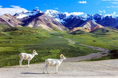 Visit Denali National Park Without Using the Park Road