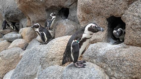 African Penguin | San Diego Zoo Animals & Plants