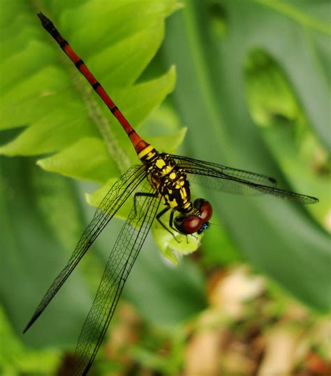 Asisbiz Libellulidae Red Swampdragon Agrionoptera insignis allogenes Sunshine Coast Qld ...