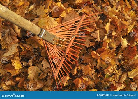 Raking Leaves Royalty Free Stock Image - Image: 30407046