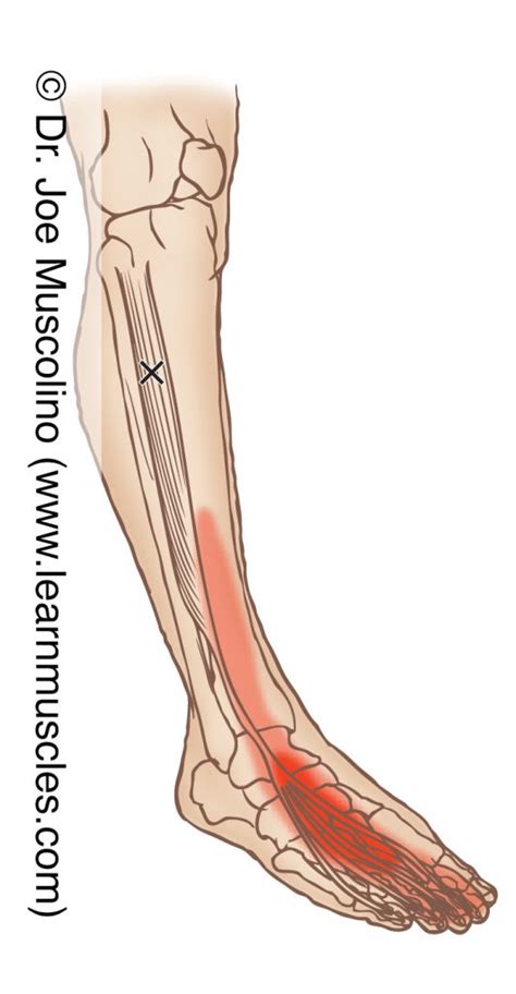 Extensor Digitorum Longus