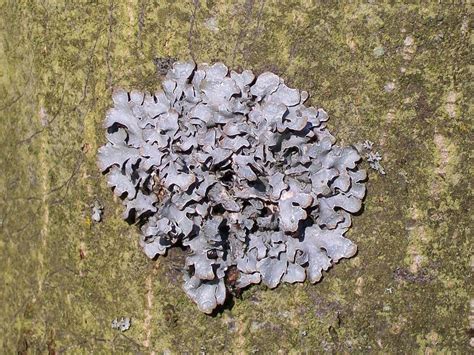 Lichens and People: Uses, Benefits, and Potential Dangers - Owlcation