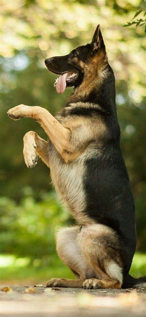 German shepherd sitting pretty | German shepherd puppies, German shepherd dogs, Shepherd dog