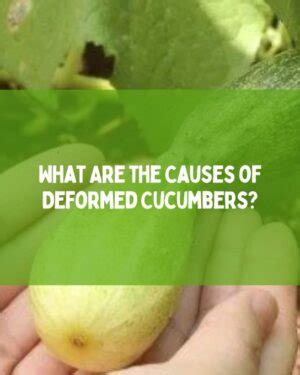 Cucumber Allergy: Symptoms, Rash, and Treatment - Happiness Cucumber