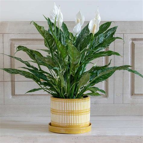 30 Best Types of Peace Lily | Spathiphyllum Varieties