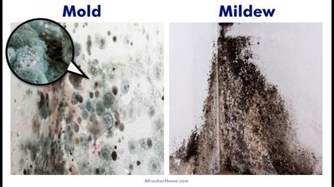 Mold vs. Mildew | Which is Worse