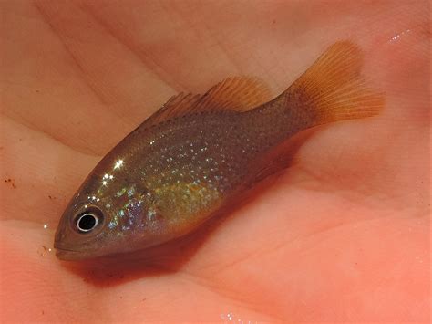 Maryland Biodiversity Project - Green Sunfish (Lepomis cyanellus)