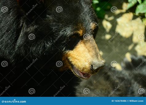 North American Black Bear Close Up Stock Photo - Image of outdoor ...