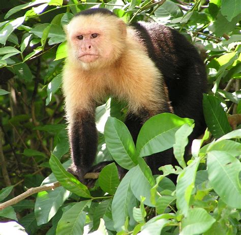 File:Capuchin Costa Rica.jpg - Wikipedia