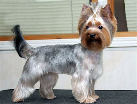 50 Damn Cute Yorkie Haircuts For Your Puppy – HairstyleCamp