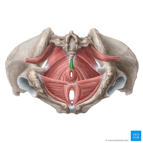 pelvic floor dyssynergia exercises - Tabetha Knowlton