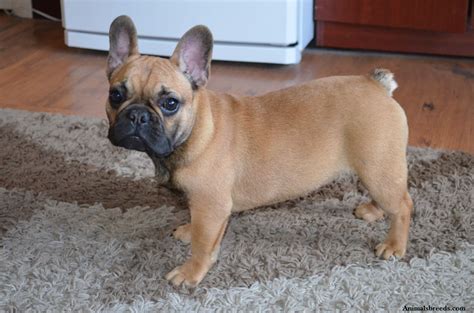 French Bulldog - Puppies, Rescue, Pictures, Information, Temperament, Characteristics | Animals ...