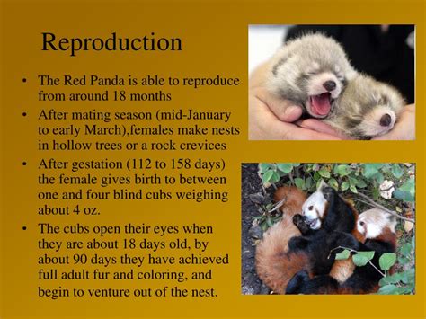 PPT - Red Panda PowerPoint Presentation, free download - ID:1021147