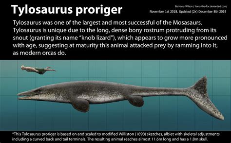 Tylosaurus proriger Size by Harry-the-Fox on DeviantArt