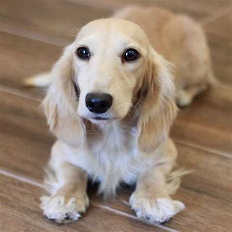 Dachshund puppies, Dachshund breed, English cream dachshund