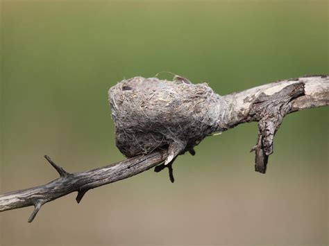 Willie Wagtail Nesting: A Complete Guide | Bird Fact