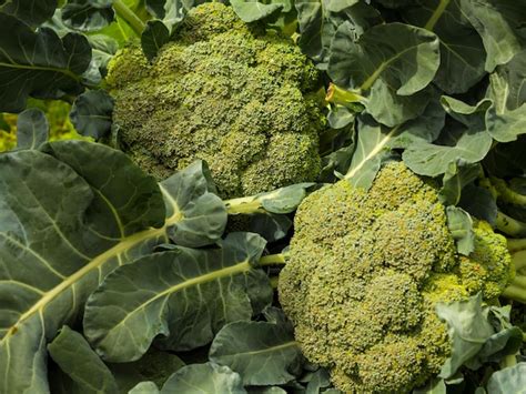 Premium Photo | Broccoligrowing broccoli in garden harvesting