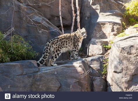 A snow leopard in Central Park Zoo, New York City, United States of America Stock Photo - Alamy