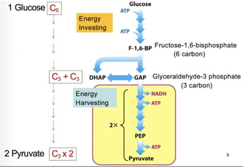 16 Lecture 16: Glucose Oxidation & Cellular Respiration Flashcards | Quizlet