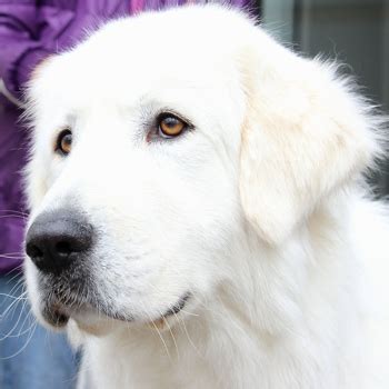 Maremma Sheepdog Breed Information, Characteristics & Heath Problems ...